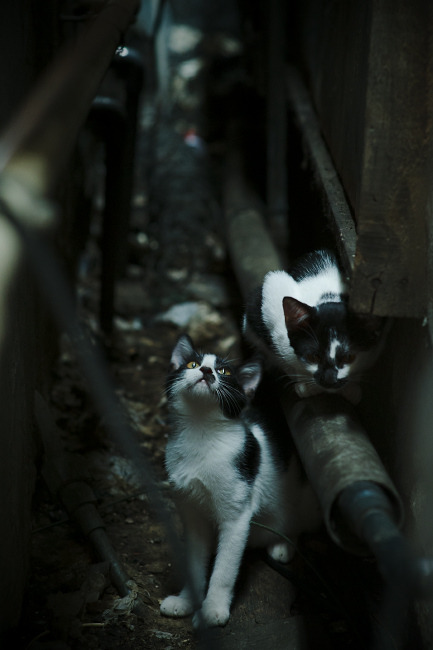 开云体育官网下载-CBA多支球队强化教练团队，cba教练兼球员