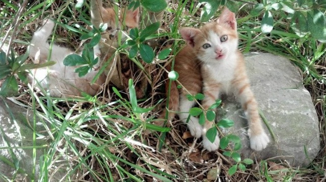 五大联赛球迷观赛习惯如何催动直播互动创新,球赛观众喊的啥