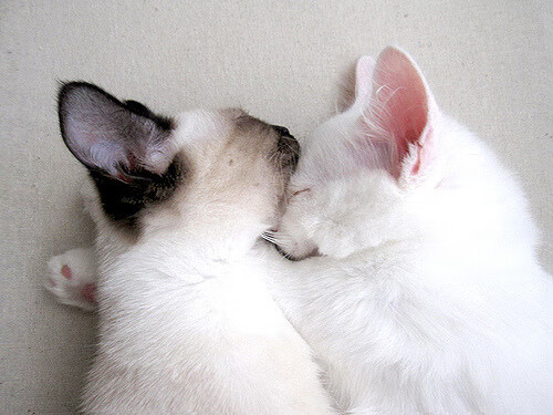 田径跨栏国家队选手冬训进入节奏训练阶段,田径跨栏运动员