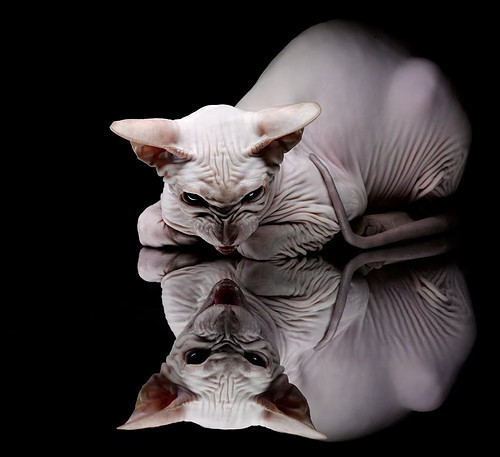 美国队如何在国际乒联混合团体世界杯中调整状态提升实力，美国乒乓球队百度百科