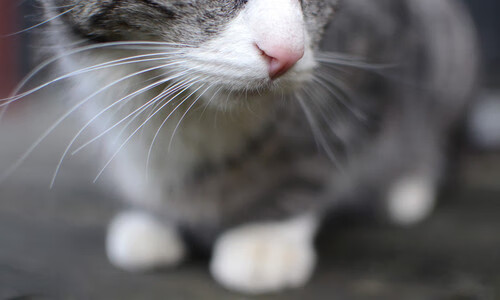 世界杯激情高涨：每一次传球都扣人心弦，世界杯片段