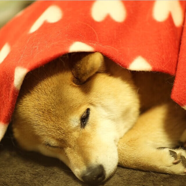 南非羚羊队：不惧任何挑战，每一次进攻与防守都充满力量与智慧